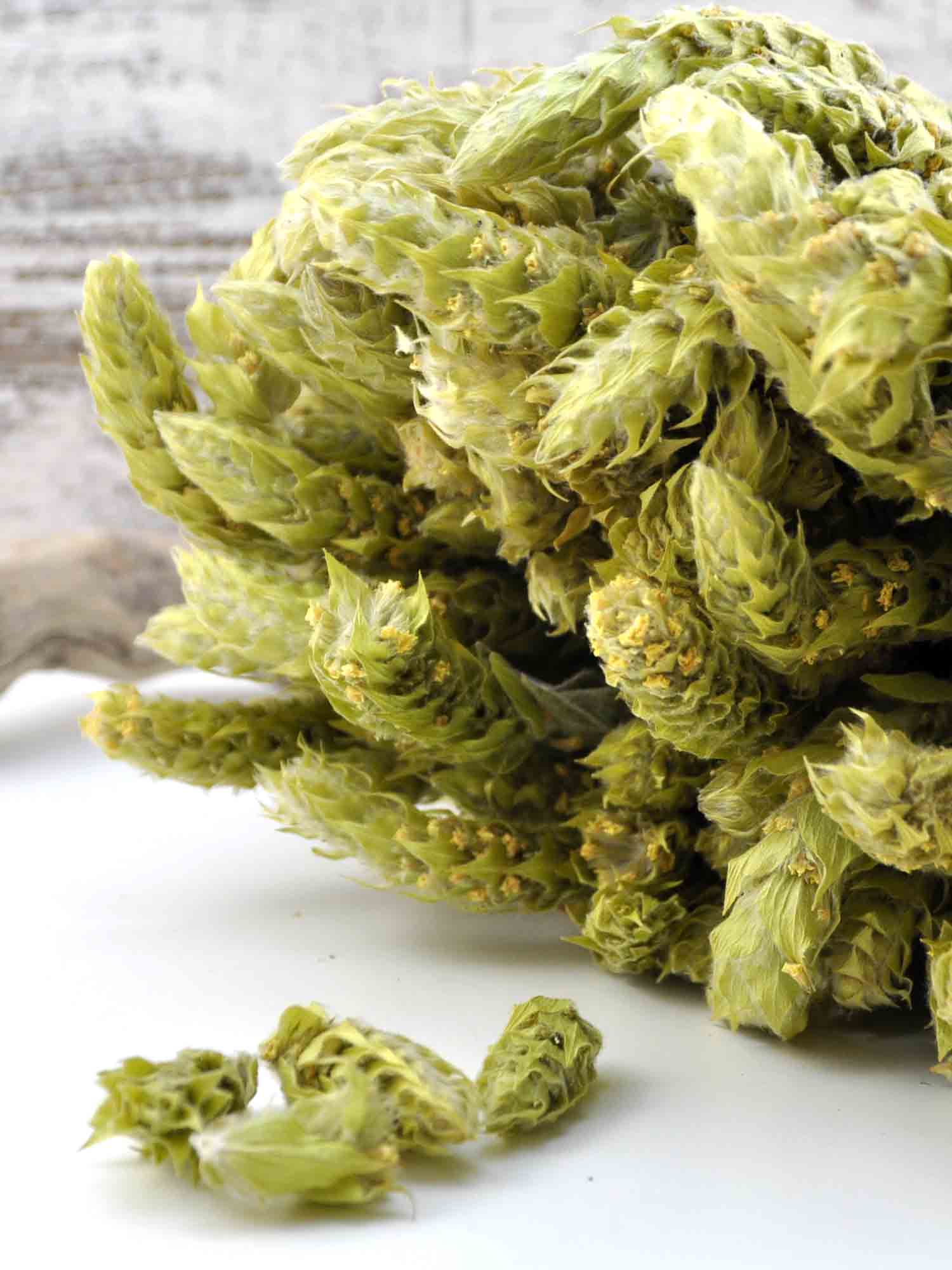 Griechischer Bio Bergtee - sideritis scardica