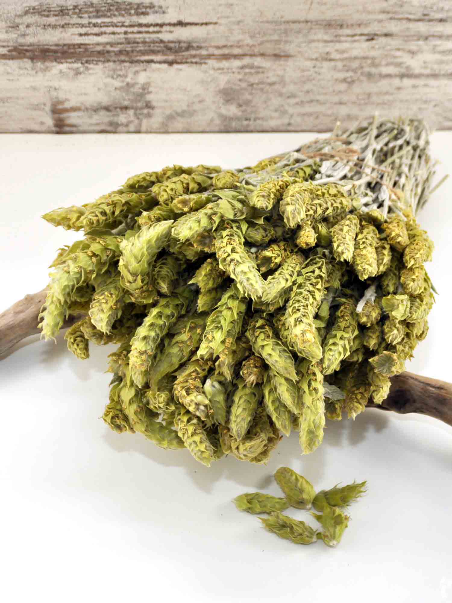 Griechischer Bio Bergtee - sideritis scardica