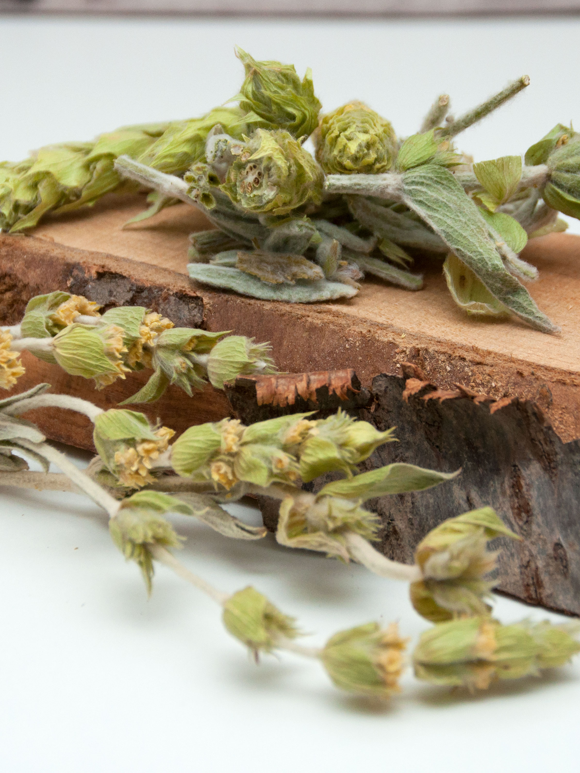 Griechischer Bio Bergtee - sideritis scardica