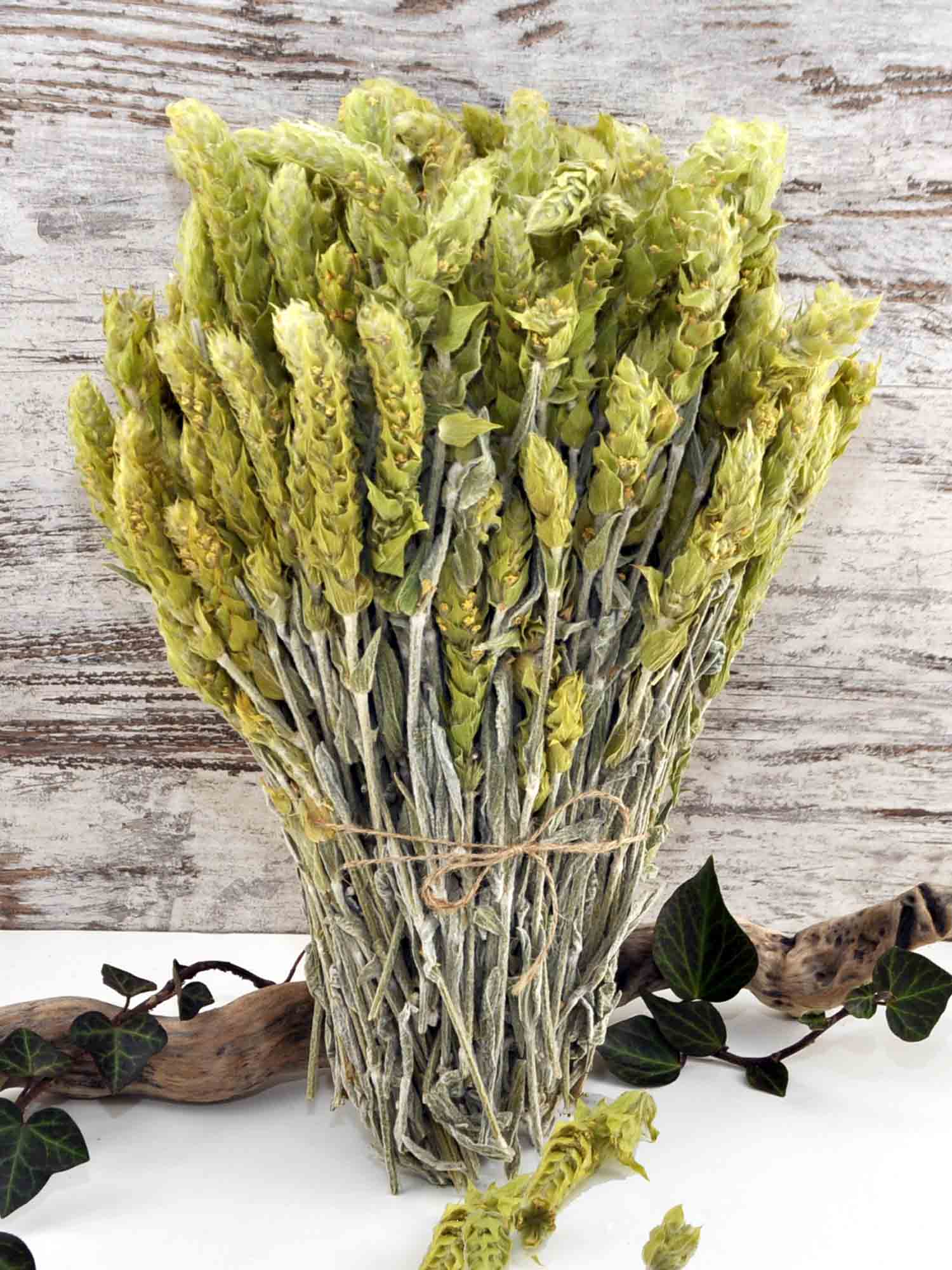 Griechischer Bio Bergtee - sideritis scardica